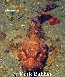 Scorpionfish adult ,on the wreck HM Coriolanus by Mark Bakker 